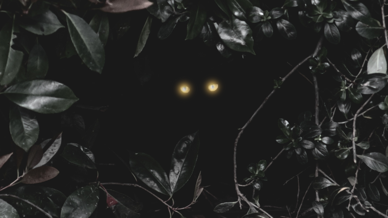 Shocking Truth Can Flies See In Total Darkness - ukvo1uq