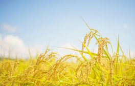 Sunlit rice field in Azumino, Nagano Prefecture, Japan showcasing ripe crops under a clear blue sky.