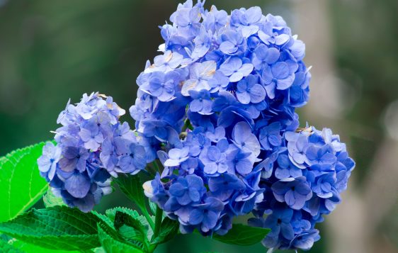 Close-up of vibrant blue hydrangea flowers in full bloom, showcasing nature's beauty and intricate details.