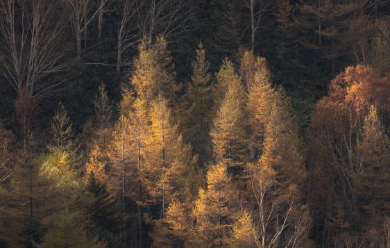 trees, forest, sunset, nature, sunrise, landscape