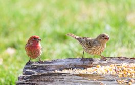 Two house finches perched on a log eating seeds in a sunny outdoor setting.