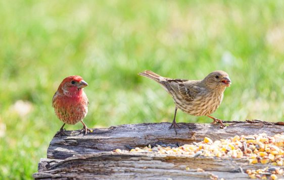 Two house finches perched on a log eating seeds in a sunny outdoor setting.