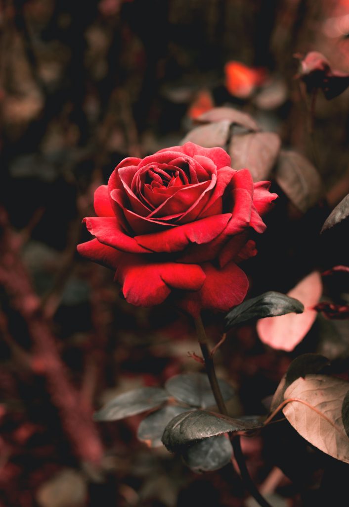 red rose on the black background
